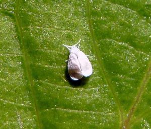 Pagkontrol ng Whitefly