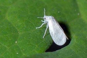 Whitefly sa mga panloob na halaman kung paano labanan