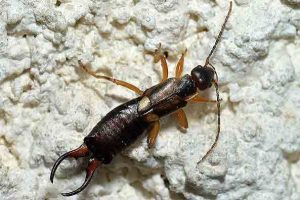 Karaniwang earwig