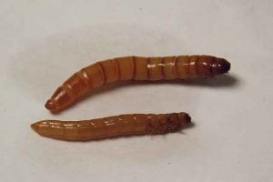 Paano makakuha ng isang wireworm mula sa iyong site