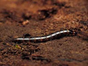 Mga Panukalang Wireworm