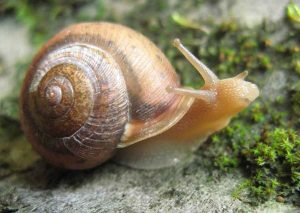 Labanan ang mga slug sa hardin na may mga remedyo ng katutubong