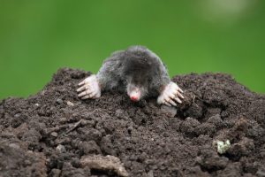 Paano haharapin ang mga moles sa isang cottage sa tag-init?