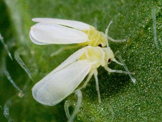 Whitefly: peste, away, ibig sabihin, kung paano mapupuksa