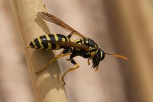 Ano ang gagawin kung ang isang wasp ay nakagat sa isang kamay