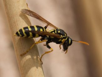 Ano ang gagawin kung ang isang wasp ay nakagat sa isang kamay