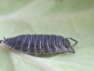 insekto ng mga kuto sa kahoy sa isang apartment kung paano mapupuksa