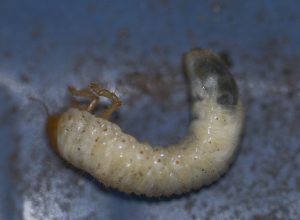 larvae ng beetle kung paano haharapin ang mga ito