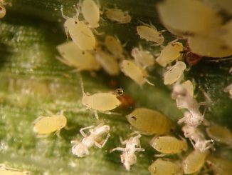 aphids sa panloob na mga bulaklak kung paano mapupuksa