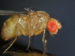 Mutfakta küçük midges kurtulmak için nasıl