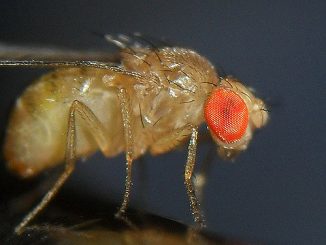 kung paano mapupuksa ang mga maliliit na midge sa kusina