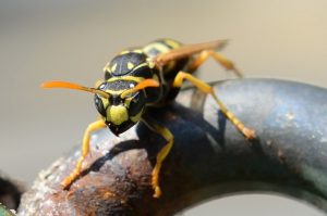 kung paano haharapin ang mga wasps sa bansa