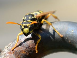 kung paano haharapin ang mga wasps sa bansa