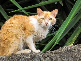 magandang flea remedyo para sa mga pusa