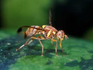 Lumipad ang Drosophila kung paano mapupuksa