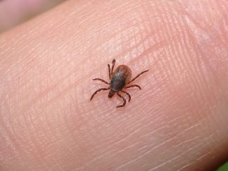 ticks ng bahay kung paano mapupuksa ang bahay