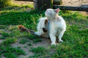 kung paano makakuha ng isang tik sa isang pusa