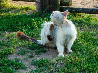 kung paano makakuha ng isang tik sa isang pusa