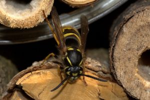 kung paano mapupuksa ang mga wasps sa isang kahoy na bahay