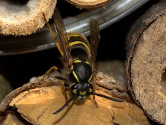 kung paano mapupuksa ang mga wasps sa isang kahoy na bahay