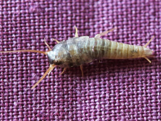 kung paano mapupuksa ang silverfish sa isang apartment