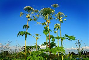 kung paano makitungo sa hogweed