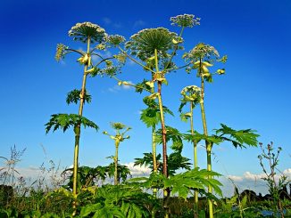 kung paano makitungo sa hogweed