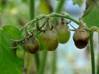 late blight sa mga kamatis kung paano labanan ang mga remedyo ng mga tao