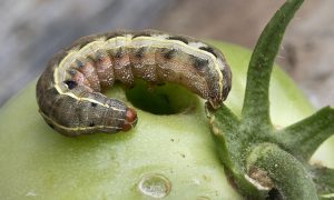 mga uod sa kamatis sa isang greenhouse kung paano lumaban