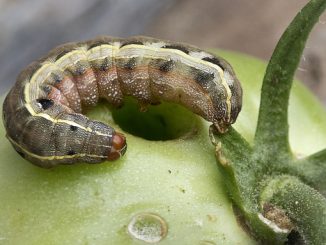 mga uod sa kamatis sa isang greenhouse kung paano lumaban