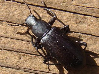 bark beetle sa bahay kung paano mapupuksa