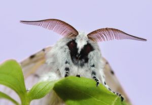 kung paano haharapin ang mga moth sa isang apartment