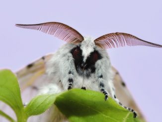 kung paano haharapin ang mga moth sa isang apartment