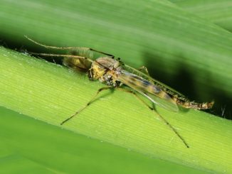 kung paano mapupuksa ang mga midge sa isang palayok