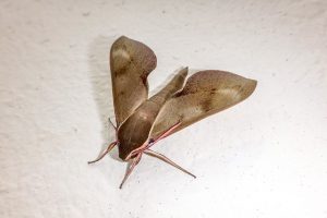 moth sa isang apartment kung paano mapupuksa