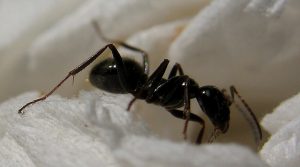 kung paano mapupuksa ang mga ants sa isang bahay magpakailanman