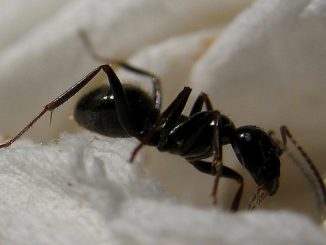 kung paano mapupuksa ang mga ants sa isang bahay magpakailanman