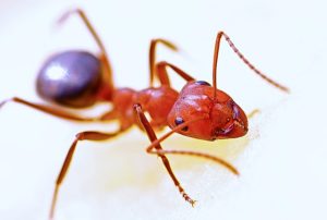 kung paano mapupuksa ang maliit na pulang mga ants sa isang apartment