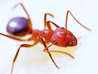 kung paano mapupuksa ang maliit na pulang mga ants sa isang apartment