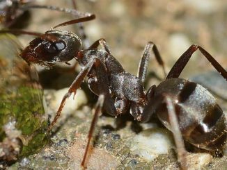 kung paano makakuha ng ants sa labas ng hardin