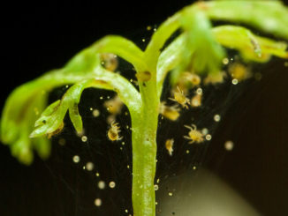 kung paano haharapin ang spider mites sa mga panloob na halaman