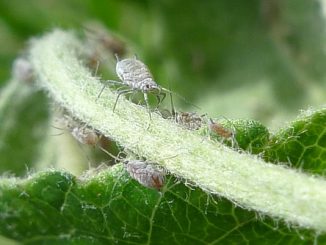 kung paano mapupuksa ang aphids