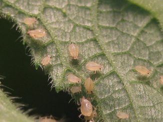 aphids sa mga pipino kung paano labanan ang mga remedyo ng katutubong