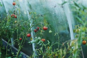 kung paano ituring ang isang greenhouse mula sa mga whiteflies sa taglagas