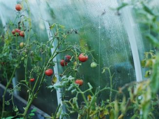 kung paano ituring ang isang greenhouse mula sa mga whiteflies sa taglagas