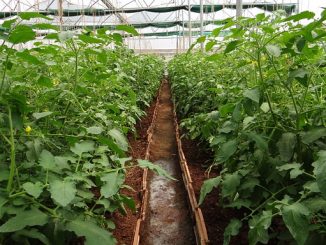 kung paano haharapin ang mga whiteflies sa isang greenhouse