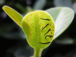 kung paano haharapin ang thrips sa mga panloob na halaman