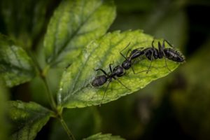 kung paano mapupuksa ang mga ants sa isang greenhouse