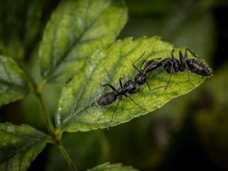 kung paano mapupuksa ang mga ants sa isang greenhouse