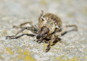 weevil sa apartment kung paano mapupuksa